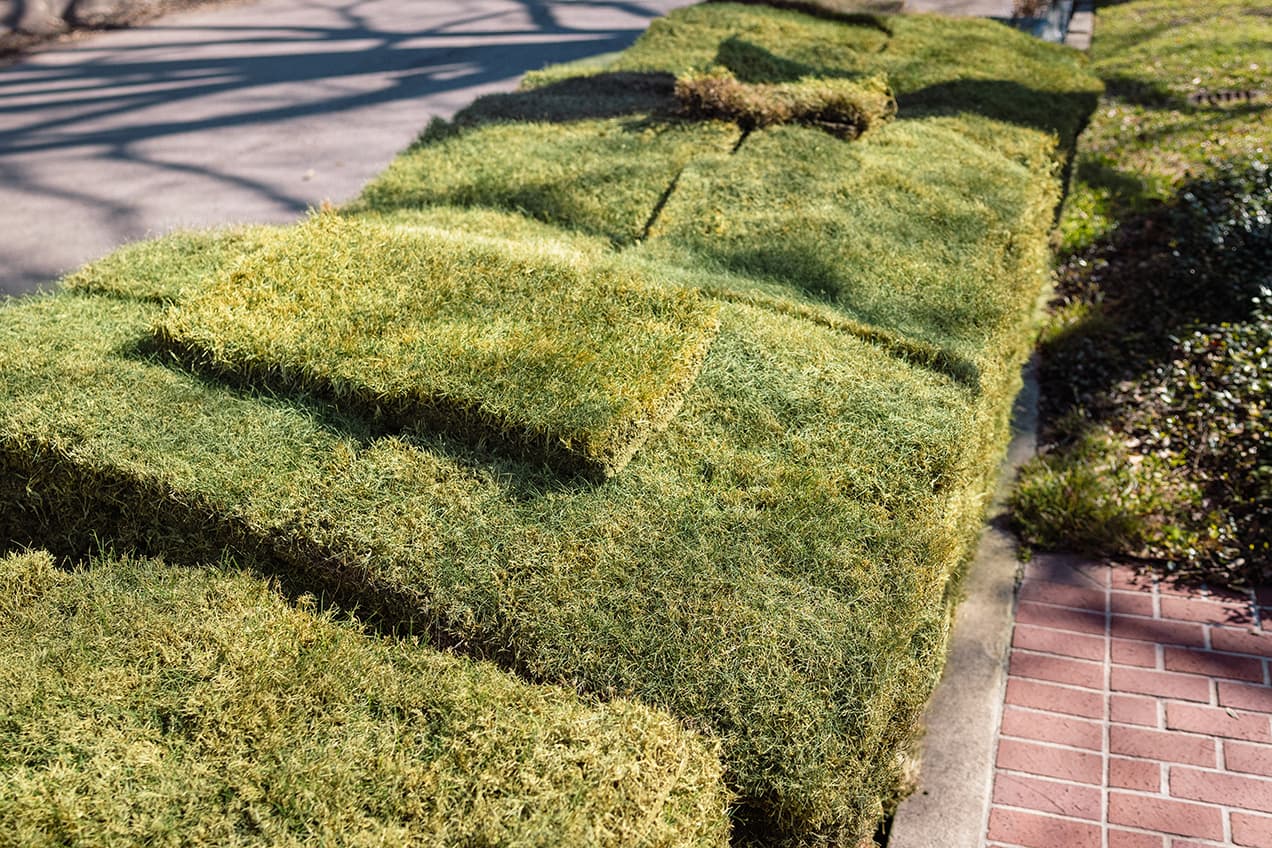 Tired lawn that needs new sod