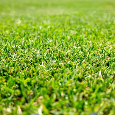 Floratam St. Augustine sod