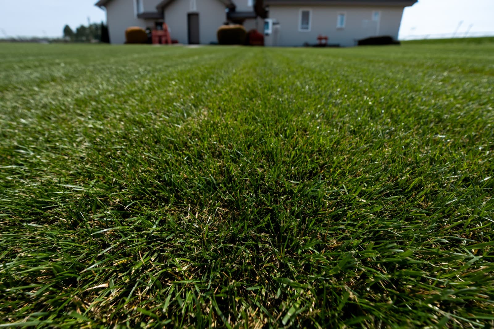 Philadelphia Sod Guide: Best Grass Types & Installation Tips