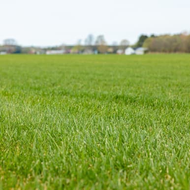 Bluegrass sod