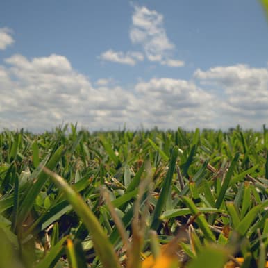 Centipede sod