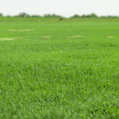 Celebration Bermuda sod