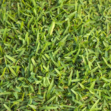 Raleigh St. Augustine sod