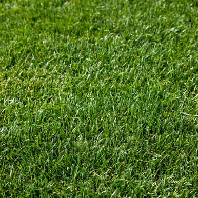ElitePlus Fescue sod