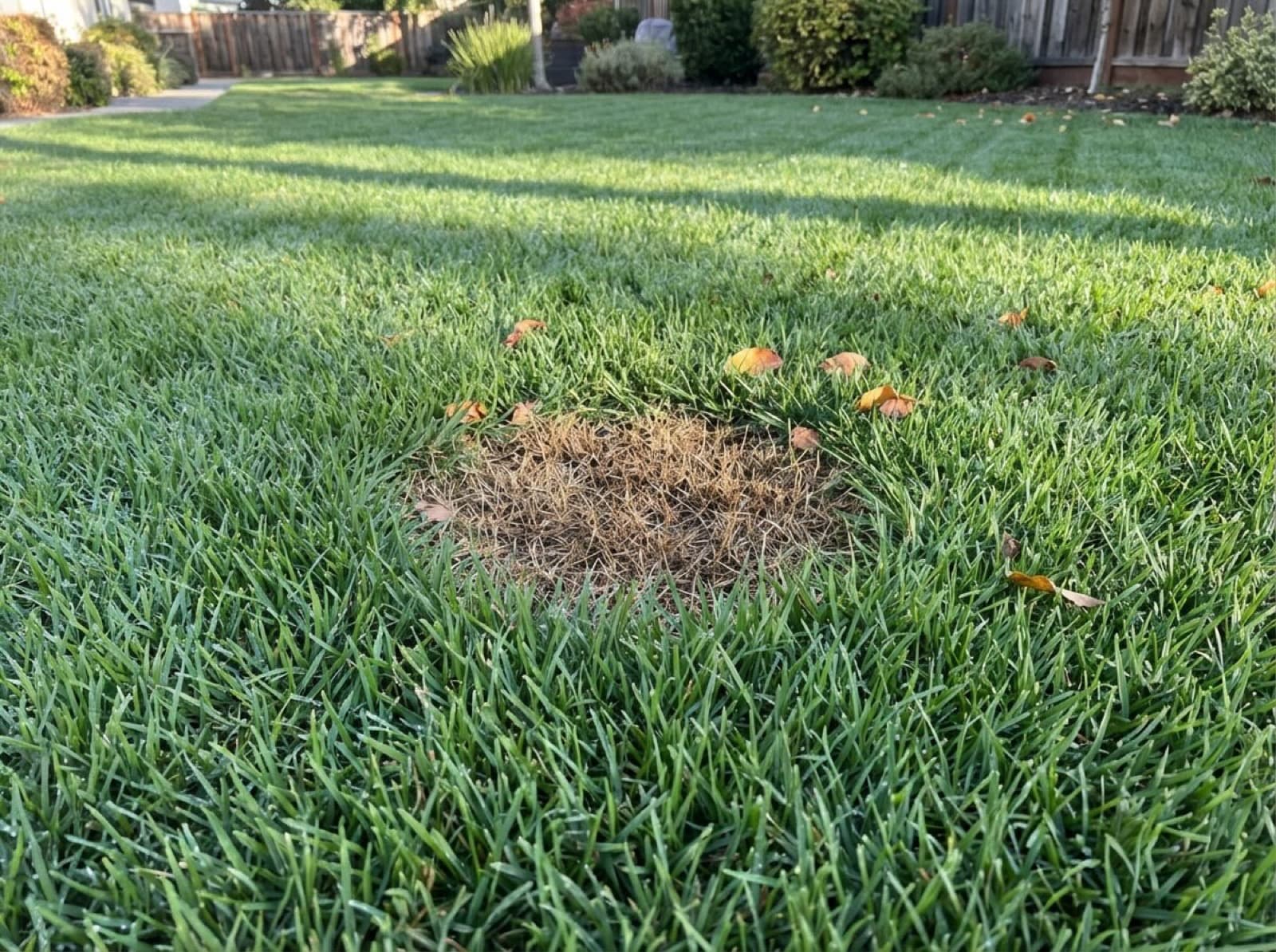 Zoysia Grass Problems: Diseases, Pests & Fixes