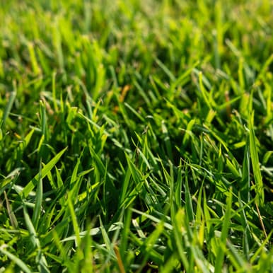 Palisade Zoysia sod