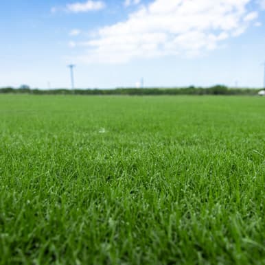 TifGrand Bermuda sod