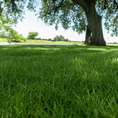 Zorro Zoysia sod