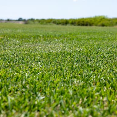 Viridian St. Augustine sod