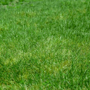 Innovation Zoysia sod