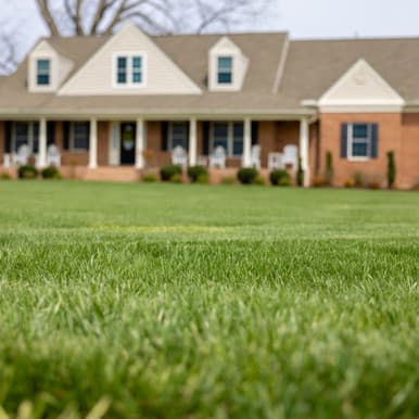 Kentucky Bluegrass sod