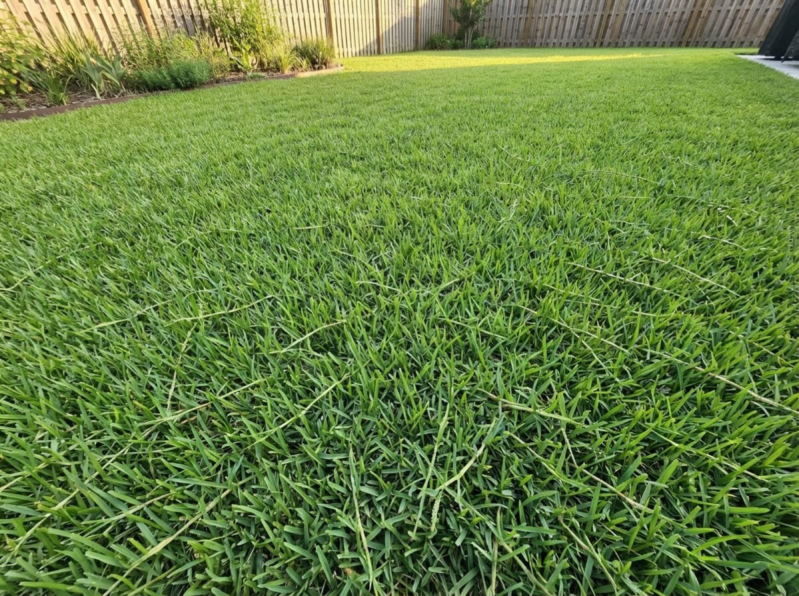 Centipede Grass Care: Mowing, Watering & Fertilizer