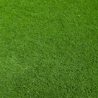 Bermuda Tifway 419 sod
