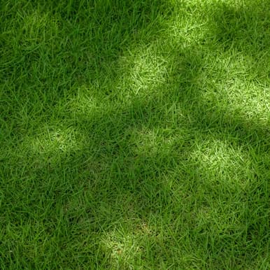 Zenith Zoysia