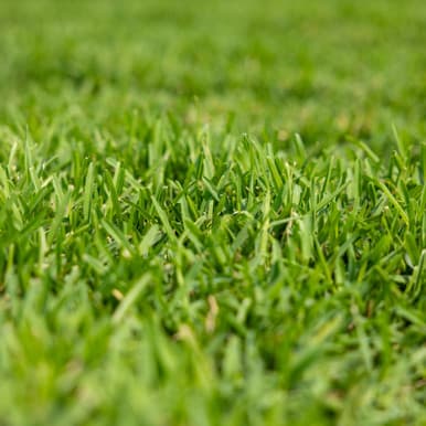 ProVista St. Augustine sod