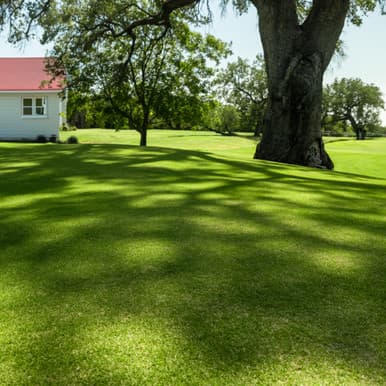Meyer Zoysia sod
