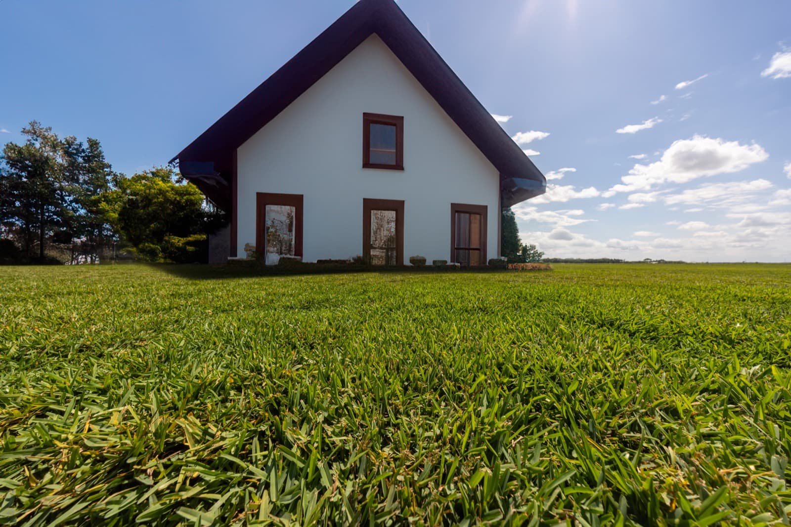 St. Augustine Grass: A Complete Homeowner’s Guide