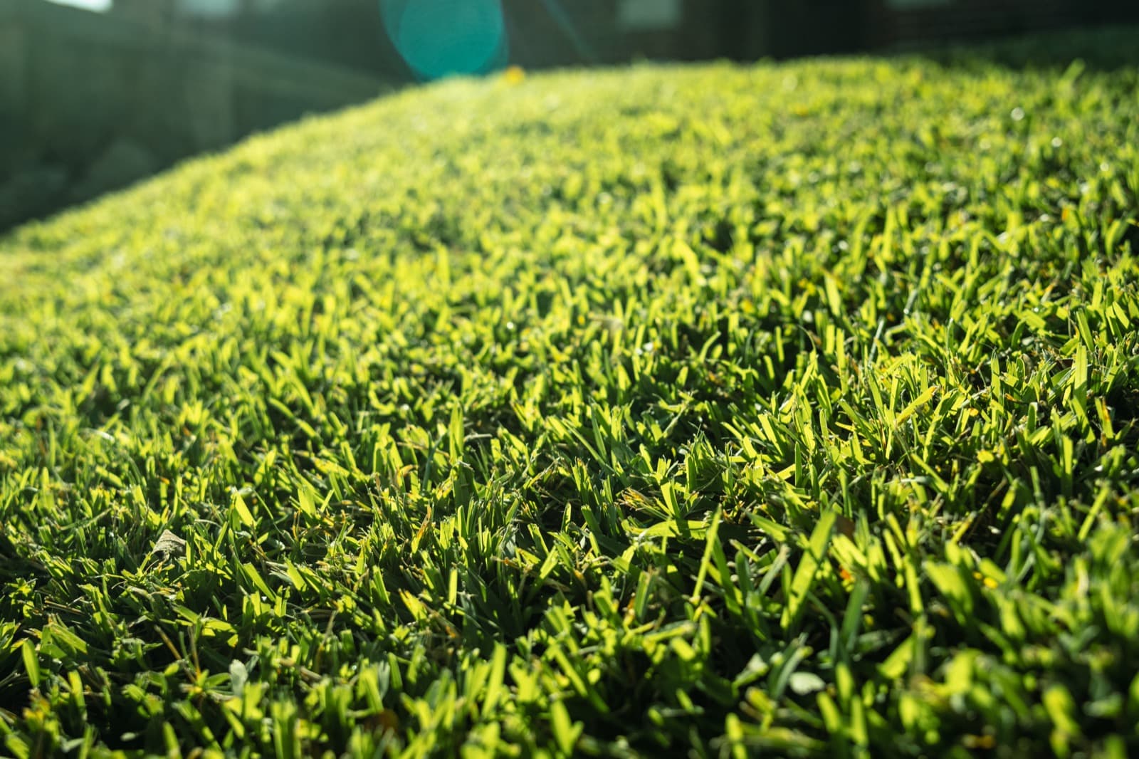 Tampa Sod Guide: Choosing and Maintaining the Best Grass for the Florida Suncoast