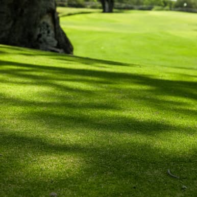 Empire Zoysia sod