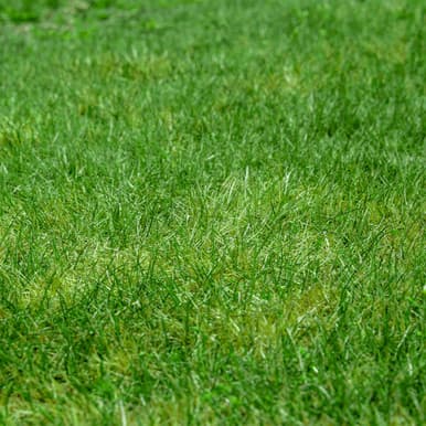 Zeon Zoysia sod
