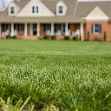 Blue Rye sod