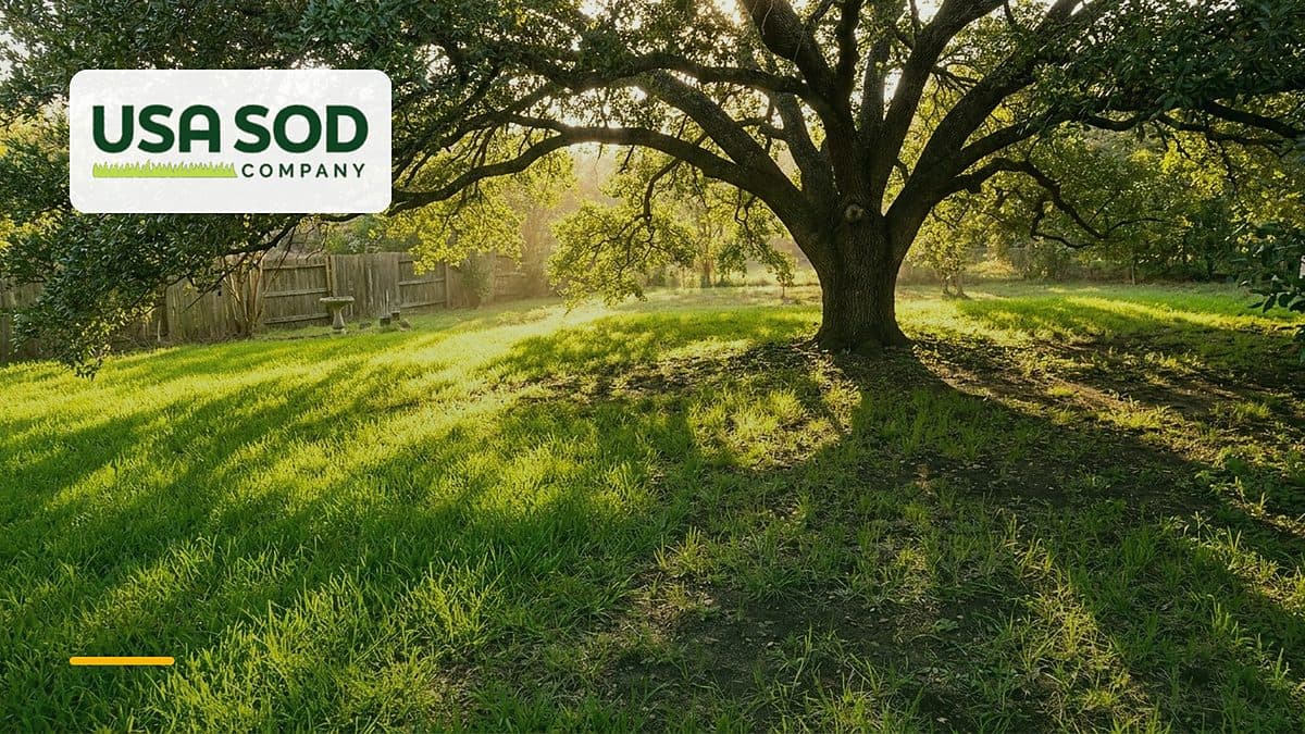 Best Grass for Shade: What Actually Grows Under Trees