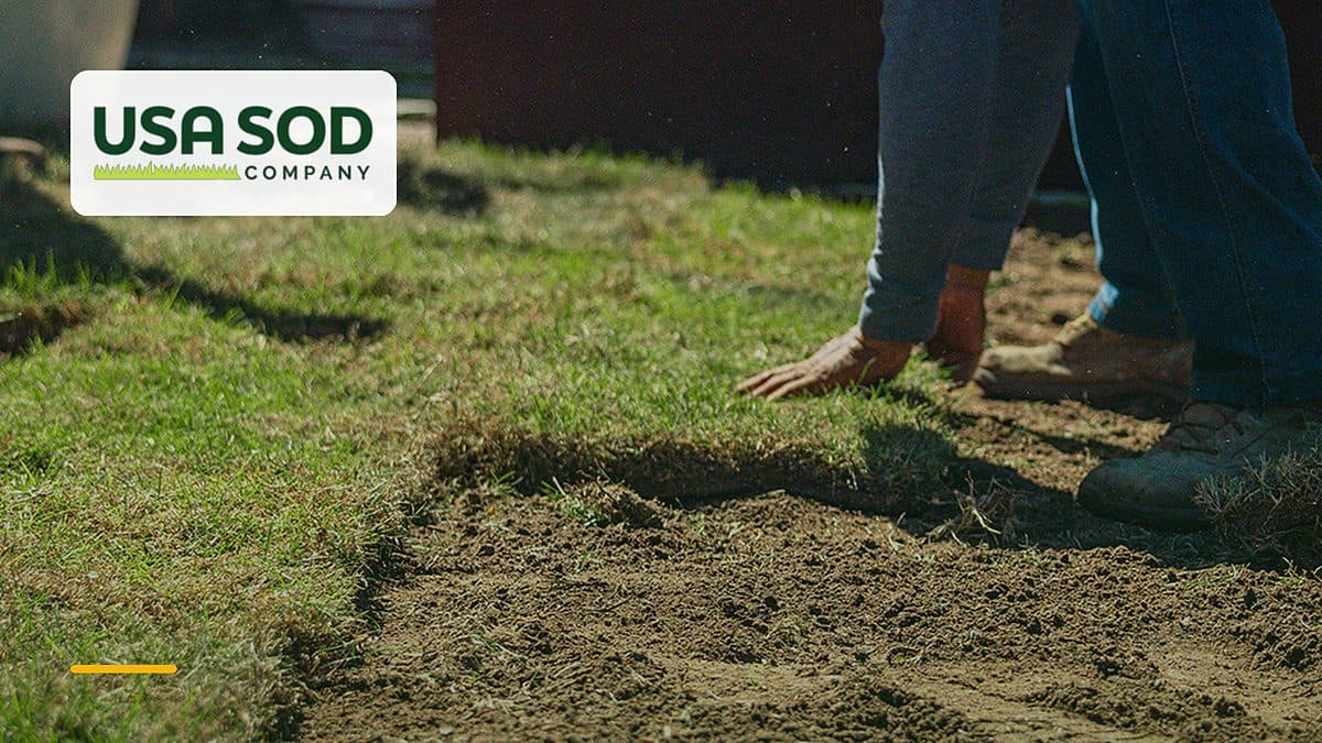 How Fresh Is Your Sod? When It Is Cut and Why It Matters