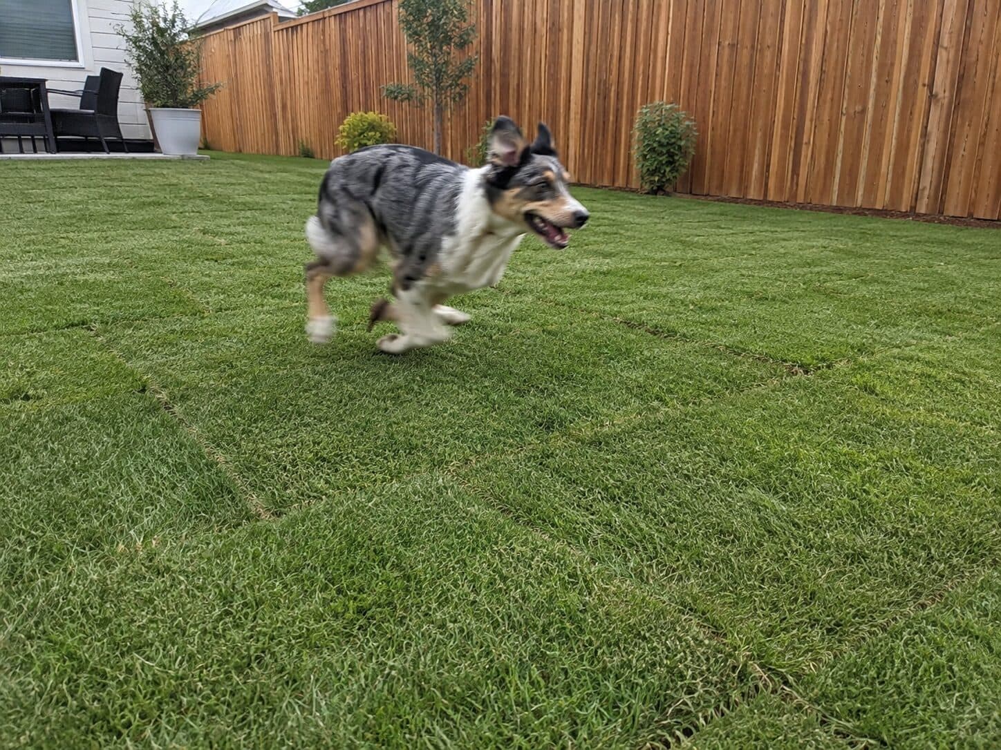 Australian shepherd running across a lush green backyard lawn
