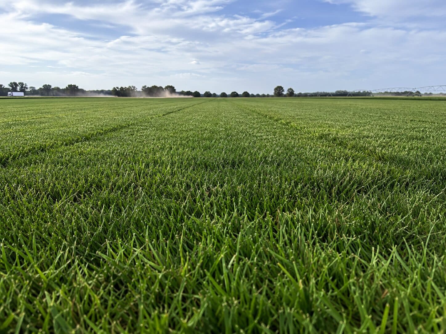 Wide field of fresh sod growing under irrigation beneath a blue sky