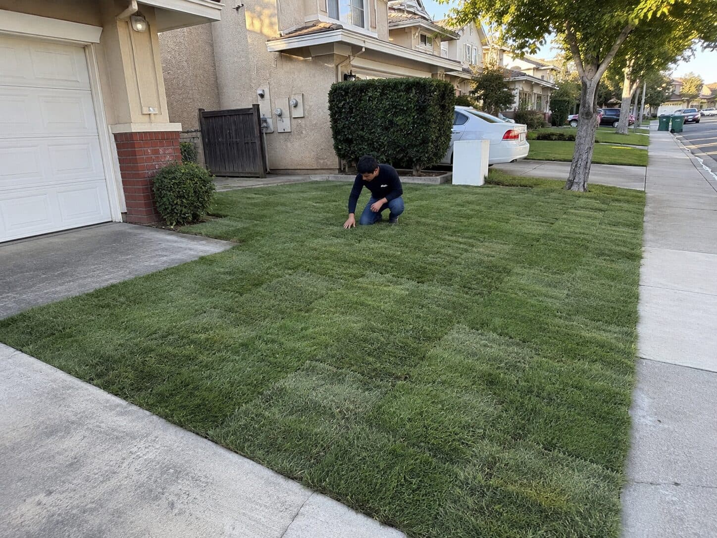 Close view of a dense healthy green lawn