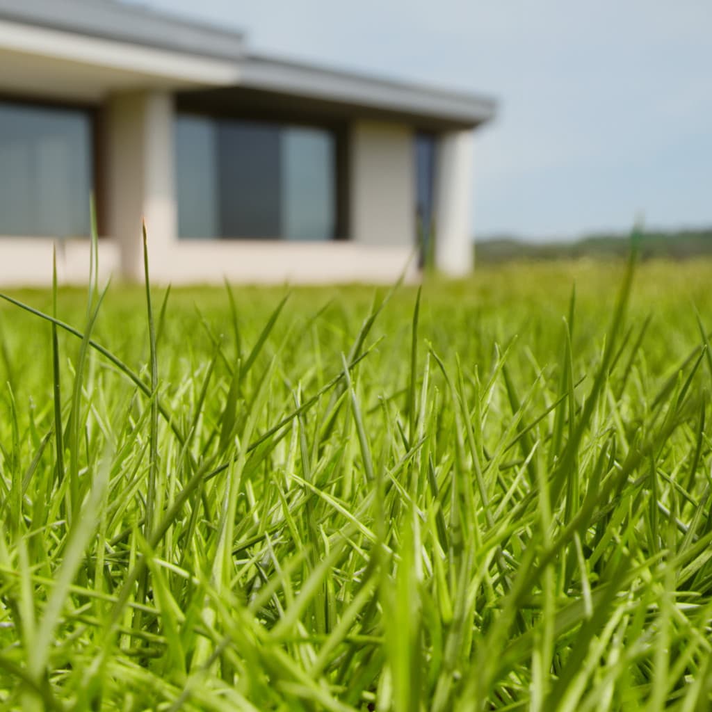 Zeon Zoysia sod