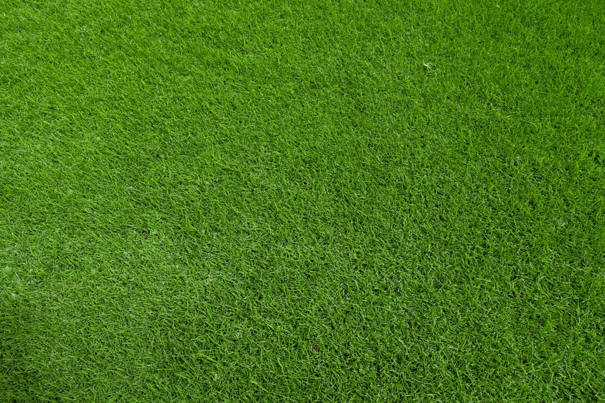 Bermuda Tifway 419 Sod