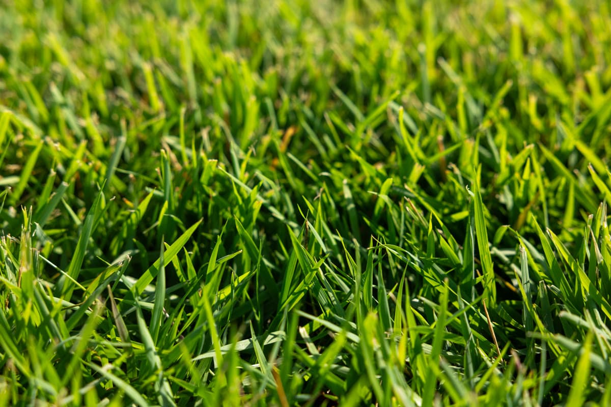 Zeon Zoysia Sod
