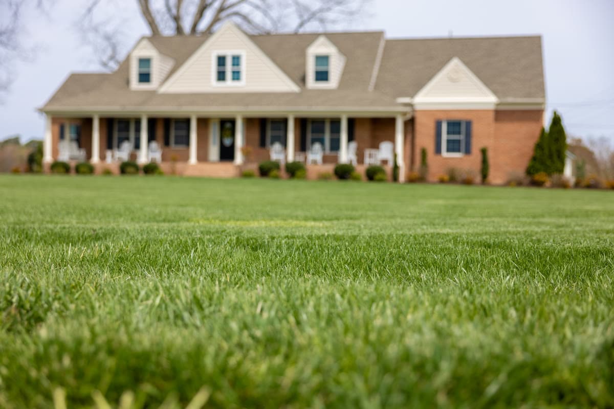 Kentucky Bluegrass Sod