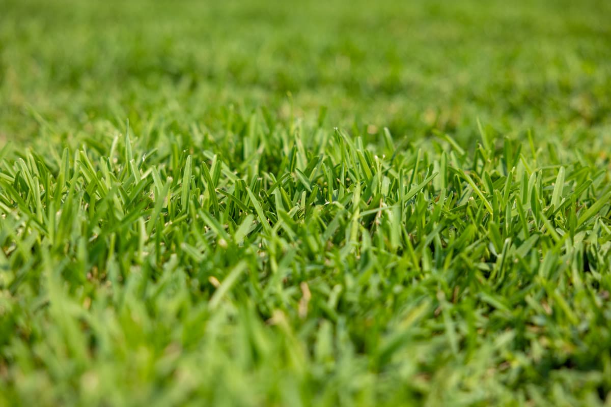 Palmetto St. Augustine Sod