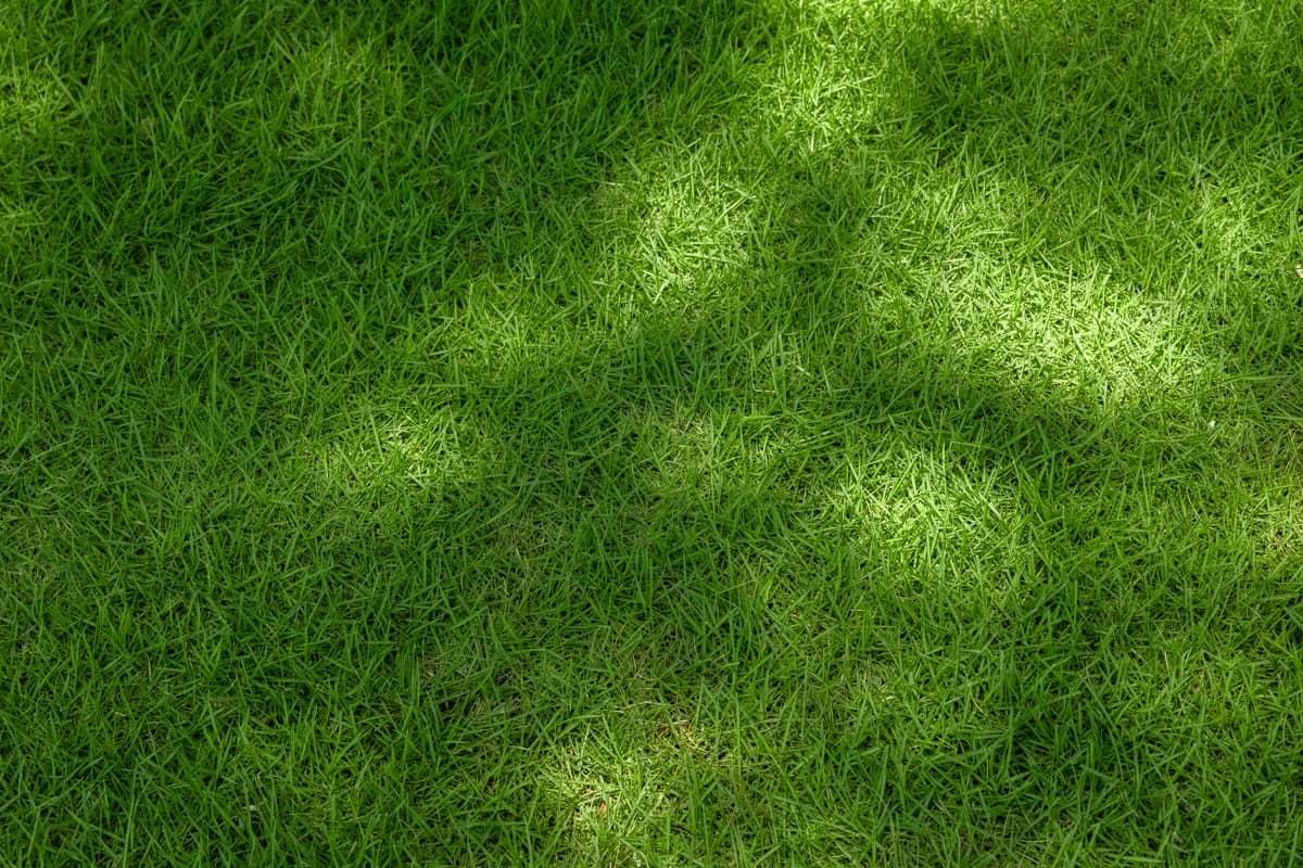 Zenith Zoysia Sod